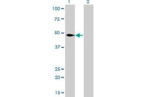 Western Blotting (WB) image for anti-Nuclear Factor I/C (CCAAT-Binding Transcription Factor) (NFIC) (AA 1-429) antibody (ABIN598836) (NFIC antibody  (AA 1-429))