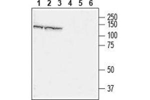 Western blot analysis of rat brain (lanes 1 and 4), mouse brain (lanes 2 and 5) and mouse C2C12 muscle myoblast cell line (lanes 3 and 6) lysates: - 1-3. (CHERP antibody  (Cytosolic))