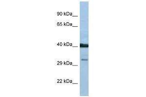 Western Blot showing PTGDR antibody used at a concentration of 1 ug/ml against THP-1 Cell Lysate (PTGDR antibody  (C-Term))