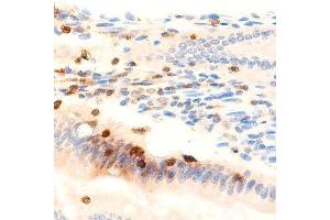 ABIN6278359 at 1/200 staining Rat colon tissue sections by IHC-P. (MUC2 antibody)