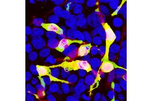 HEK293 cells transfected in the same way and viewed in the confocal microscope. (mCherry antibody)