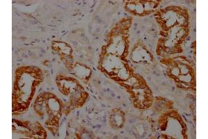 IHC image of ABIN7144437 diluted at 1:100 and staining in paraffin-embedded human kidney tissue performed on a Leica BondTM system. (Apolipoprotein M antibody  (AA 1-188))