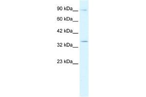 WB Suggested Anti-BHLHB5 Antibody Titration:  0. (BHLHE22 antibody  (N-Term))