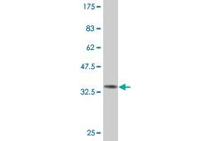 Western Blot detection against Immunogen (33. (MYCBP antibody  (AA 34-103))