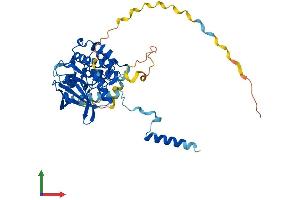 AlphaFold protein structure predicition of Human Recombinant MAPKAPK2 Protein, UniprotID P49137