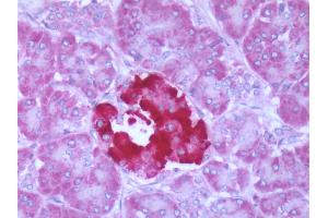 Human Pancreas: Formalin-Fixed, Paraffin-Embedded (FFPE) (FFAR1 antibody  (Cytoplasmic Domain))