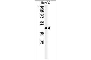 Western Blot in HepG2 cell line lysates (35ug/lane). (NR5A1 antibody  (N-Term))