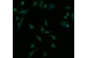 Image no. 1 for anti-Mitogen-Activated Protein Kinase Kinase 1 (MAP2K1) antibody (ABIN1499394) (MEK1 antibody)