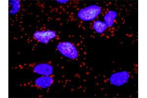 Proximity Ligation Analysis of protein-protein interactions between CD247 and CD3E. (CD3 epsilon antibody  (AA 23-207))