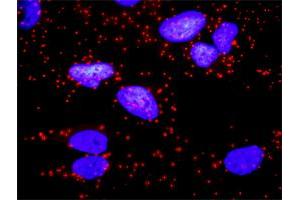 Proximity Ligation Analysis of protein-protein interactions between CD247 and CD3E. (CD3 epsilon antibody  (AA 23-207))