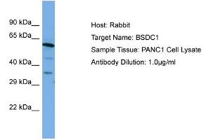 Host: Rabbit Target Name: BSDC1 Sample Type: PANC1 Whole cell lysates Antibody Dilution: 1. (BSDC1 antibody  (C-Term))