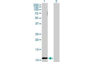 Western Blot analysis of RRN3 expression in transfected 293T cell line by RRN3 MaxPab polyclonal antibody. (RRN3 antibody  (AA 1-106))
