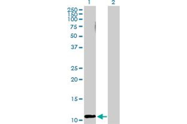 RRN3 antibody  (AA 1-106)