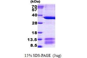 SDS-PAGE (SDS) image for Mitochondrial Ribosomal Protein L1 (MRPL1) (AA 51-325) protein (His tag) (ABIN5852928) (MRPL1 Protein (AA 51-325) (His tag))