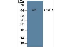 SERPINB1 antibody  (AA 17-332)