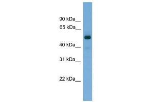 FSCN3 antibody used at 0. (Fascin 3 antibody  (Middle Region))