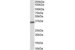 Western Blotting (WB) image for Aldo-Keto Reductase Family 1, Member C3 (3-alpha Hydroxysteroid Dehydrogenase, Type II) (AKR1C3) peptide (ABIN369084) (Aldo-Keto Reductase Family 1, Member C3 (3-alpha Hydroxysteroid Dehydrogenase, Type II) (AKR1C3) Peptide)