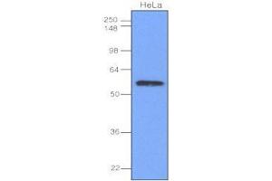 Cell lysates of HeLa(40 ug) were resolved by SDS-PAGE, transferred to nitrocellulose membrane and probed with anti-human IRF-3 (1:1,000).