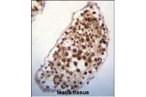 SNRK Antibody (Center) (ABIN652303 and ABIN2841382) immunohistochemistry analysis in formalin fixed and paraffin embedded human testis tissue followed by peroxidase conjugation of the secondary antibody and DAB staining. (SNRK antibody  (AA 320-349))