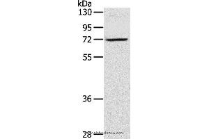 Western blot analysis of TM4 cell, using LTA4H Polyclonal Antibody at dilution of 1:300 (LTA4H antibody)
