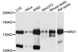Western blot analysis of extracts of various cell lines, using NRD1 antibody (ABIN5996350) at 1/1000 dilution.