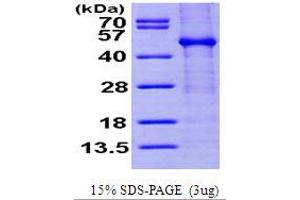 FK506 Binding Protein Like (FKBPL) (AA 1-349) (Active) protein (His tag)