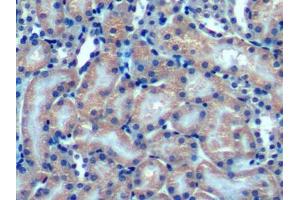IHC-P analysis of Mouse Kidney Tissue, with DAB staining. (OPA3 antibody  (AA 11-179))