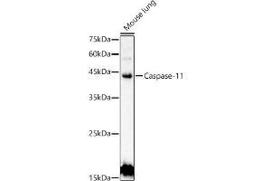 Western blot analysis of extracts of Mouse lung, using Caspase-11 antibody (ABIN6131528, ABIN6137966, ABIN6137967 and ABIN6222159) at 1:500 dilution. (Caspase 4 antibody  (AA 81-266))