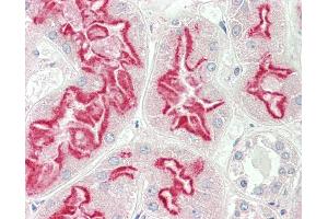 Anti-PEA15 / PEA-15 antibody IHC staining of human kidney. (PEA15 antibody  (C-Term))