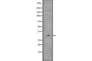 Western blot analysis of Hes1 using 293 whole cell lysates
