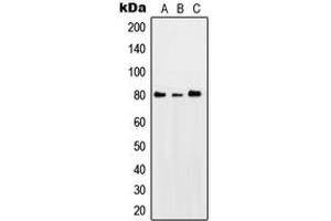 Western blot analysis of PKC theta (pS676) expression in HeLa UV-treated (A), SP2/0 UV-treated (B), PC12 UV-treated (C) whole cell lysates. (PKC theta antibody  (C-Term, pSer676))