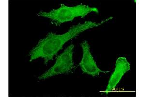 Immunofluorescence of monoclonal antibody to RBPMS on HeLa cell. (RBPMS antibody  (AA 1-219))