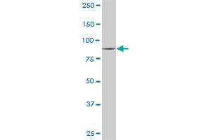 VIL1 MaxPab rabbit polyclonal antibody. (Villin 1 antibody  (AA 1-421))