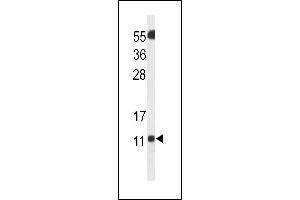 SH3BGRL3 Antikörper  (AA 24-52)