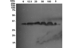 Image no. 1 for anti-GLU I (PR-2) antibody (ABIN190719)