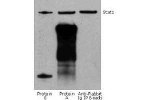 Rabbit IP / Western Blot: Jurkat cell lysate (0.