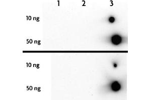 5-Hydroxymethylcytosine (5-hmC, 5-hydroxymethylcytidine) antibody tested by dot blot analysis. (5-Hydroxymethylcytosine antibody)