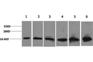Western Blot analysis of 1) Hela, 2) 293T, 3) 3T3, 4) Mouse liver, 5) Rat liver, 6) Rat kidney with CYCS Monoclonal Antibody.