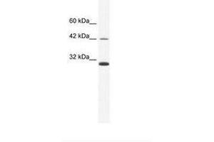Image no. 1 for anti-Apolipoprotein B mRNA Editing Enzyme, Catalytic Polypeptide-Like 3G (APOBEC3G) (AA 51-100) antibody (ABIN202396)