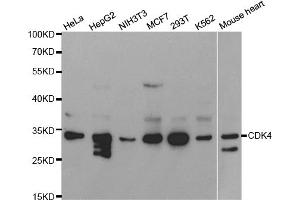 Western blot analysis of extracts of various cell lines, using CDK4 antibody (ABIN5970141) at 1/1000 dilution. (CDK4 antibody  (Center))