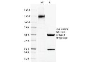 SDS-PAGE Analysis of Purified, BSA-Free Thrombomodulin Antibody (clone THBD/1591).
