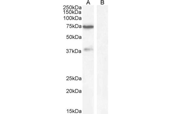 WIZ antibody  (Internal Region)