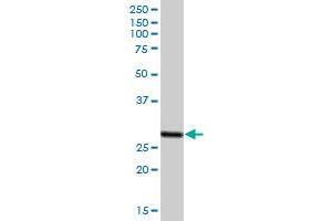 PSME2 MaxPab polyclonal antibody. (PSME2 antibody  (AA 1-239))