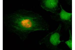 ICC/IF staining of HeLa cells using recombinant phospho-Histone H2A/H4 antibody (red). (Recombinant Histone H2A, H4 (H2AS1ph), (H4S1ph) antibody)