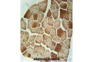 Immunohistochemistry (IHC) image for anti-Syntaxin 7 (STX7) antibody (ABIN3002409) (Syntaxin 7 antibody)