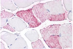 Anti-PTPRA antibody IHC staining of human skeletal muscle. (PTPRA antibody  (Extracellular Domain))