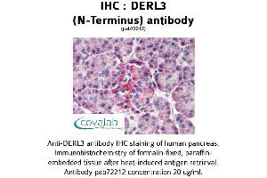 Image no. 1 for anti-Der1-Like Domain Family, Member 3 (DERL3) antibody (ABIN1733599) (Derlin-3 antibody)