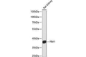 Western blot analysis of extracts of rat kidney, using PIM1 antibody (ABIN6128455, ABIN6145653, ABIN6145655 and ABIN6213647) at 1:3000 dilution. (PIM1 antibody  (AA 1-313))