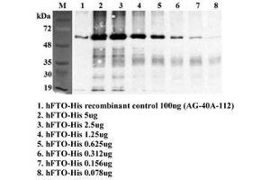 Immunoprecipitation of recombinant human FTO using anti-FTO (human), mAb (FT86-4) . (FTO antibody)