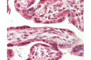 Anti-CSNK2A2 antibody IHC staining of human placenta. (CSNK2A2 antibody  (C-Term))